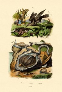 Draaihals